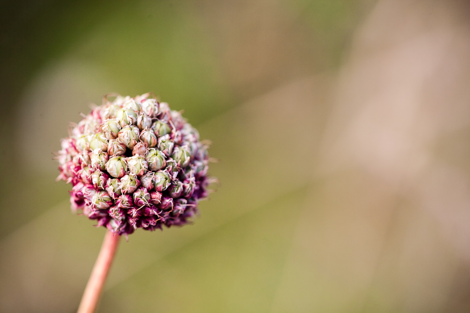 placeholder image-sq